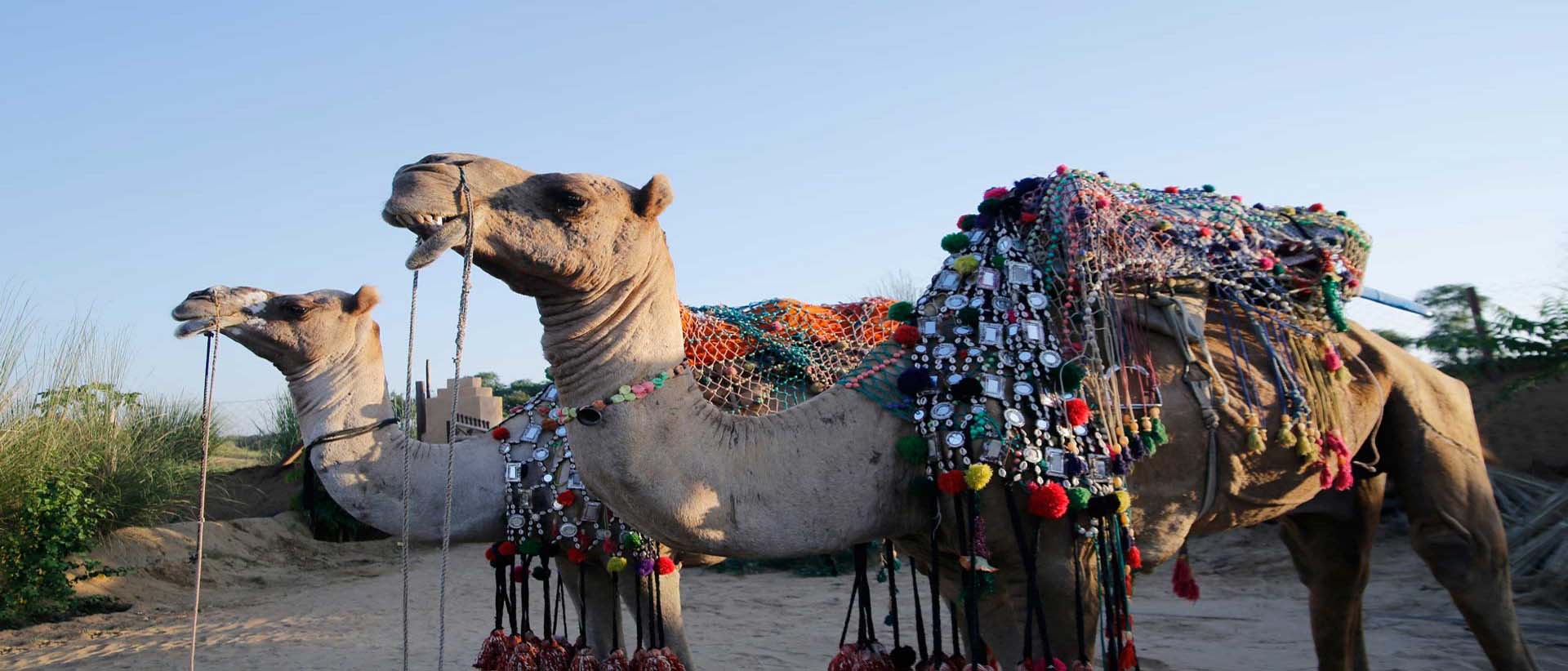 camp pushkar,desert camp,tent pushkar,fair accomodation, adventure pushkar safari, camel safari